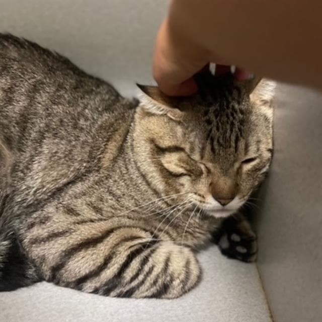 Tiramisu - Domestic Short Hair