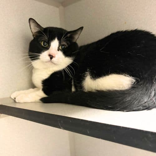 Todo - Domestic Short Hair