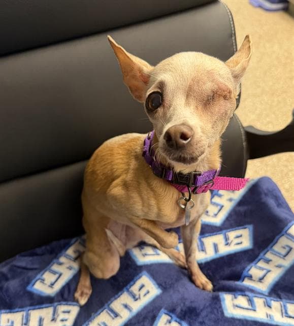 Marley - Chihuahua