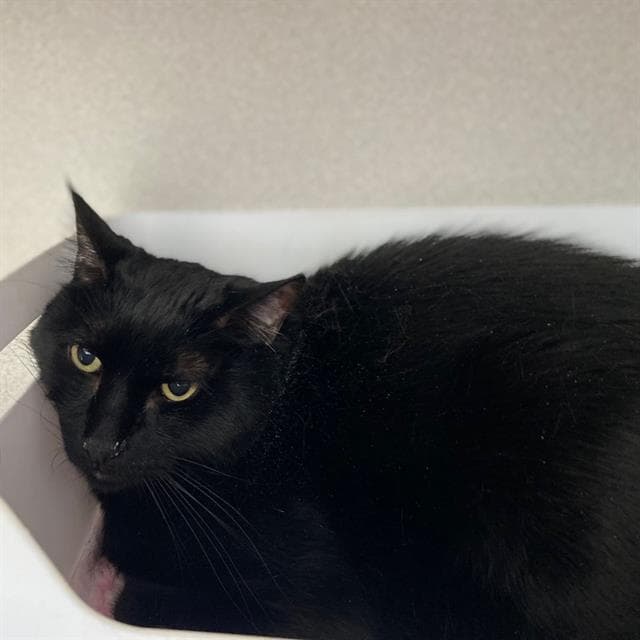 Zokka - Domestic Short Hair
