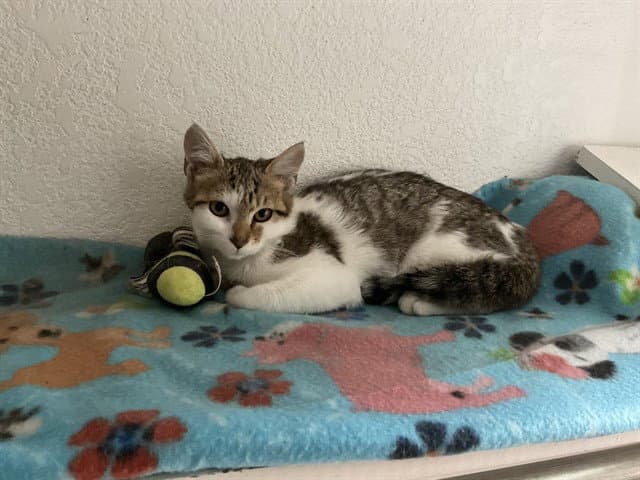 Papaya - Domestic Short Hair
