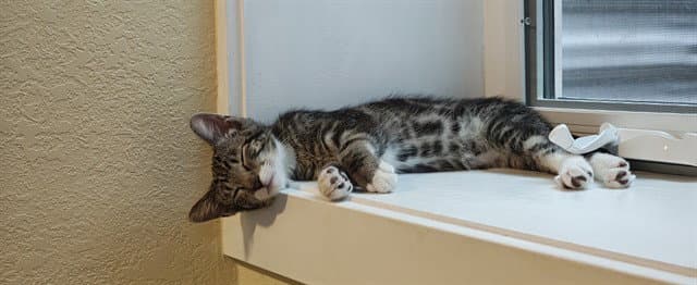Alex - Domestic Short Hair
