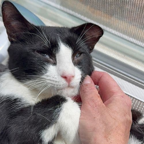 Pudding - Domestic Short Hair