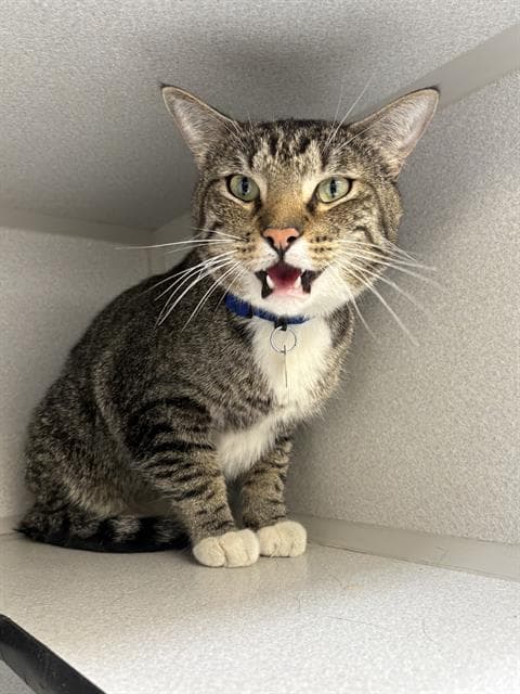 Georgie - Domestic Short Hair
