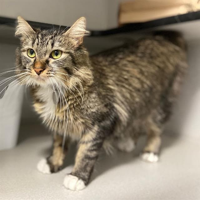 Lulu - Domestic Medium Hair