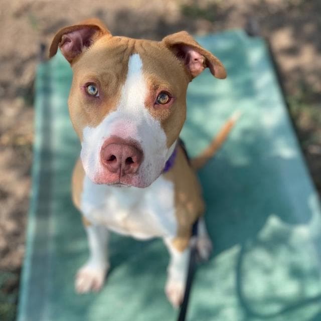Creed - Staffordshire Bull Terrier
