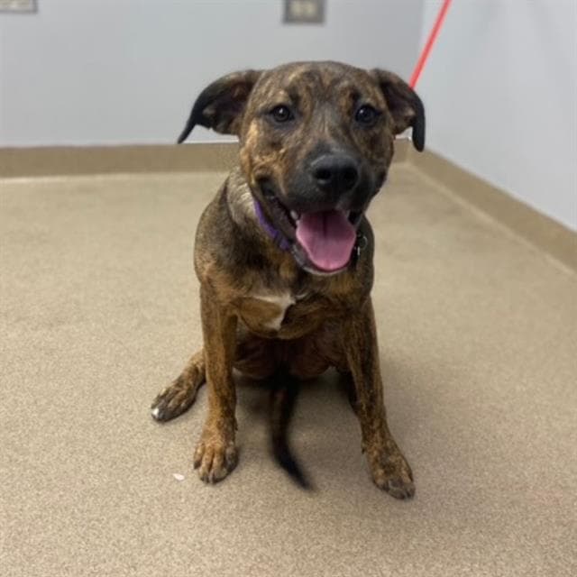 Honeydew - American Staffordshire Terrier