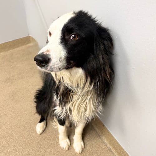 Cricket - Border Collie