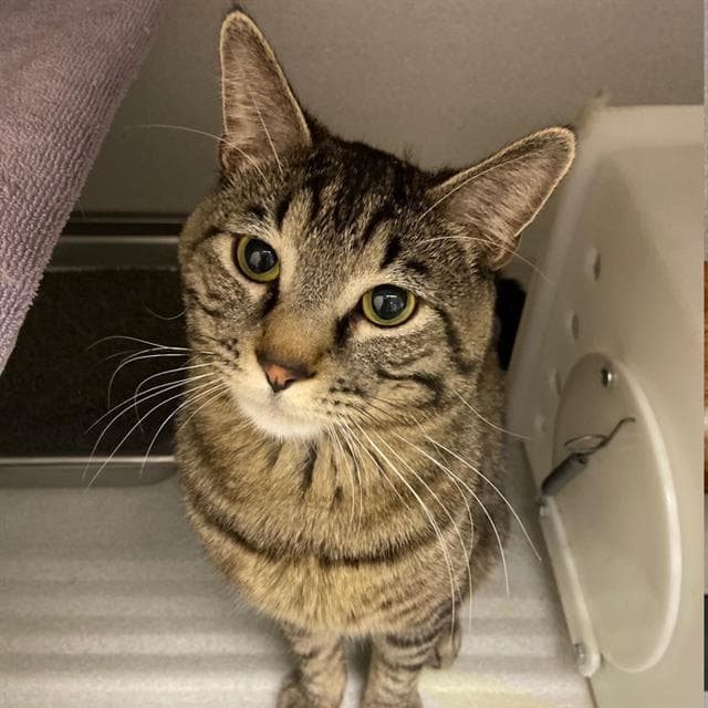 Crouton - Domestic Short Hair