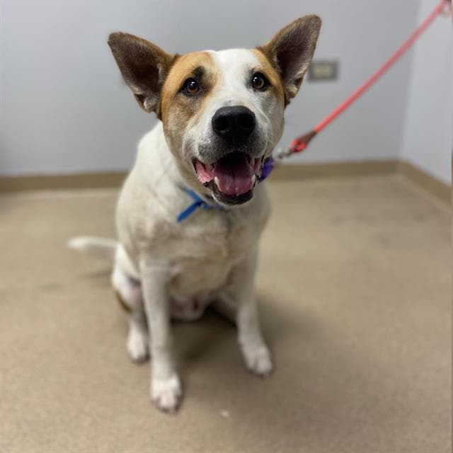 Gambit - Australian Cattle Dog/Blue Heeler