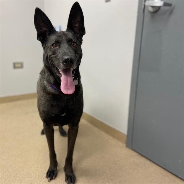 Onix - German Shepherd Dog