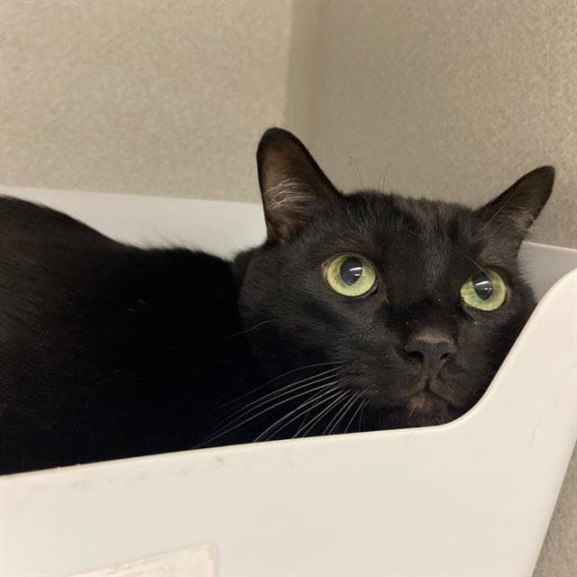 Marlo - Domestic Short Hair