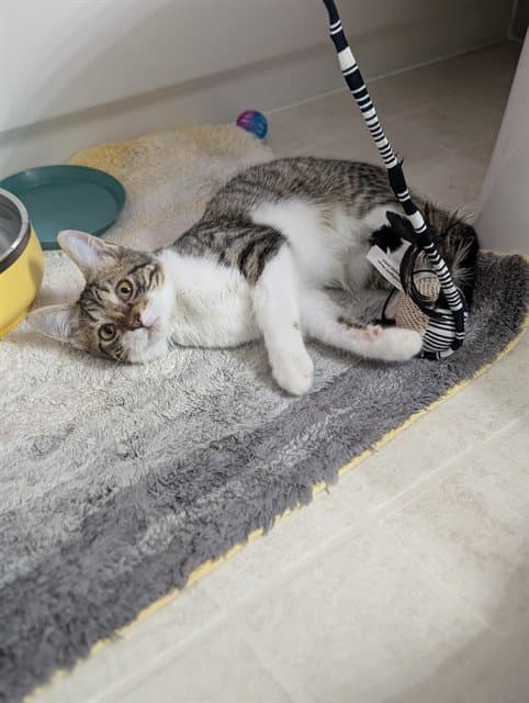 Boots - Domestic Short Hair