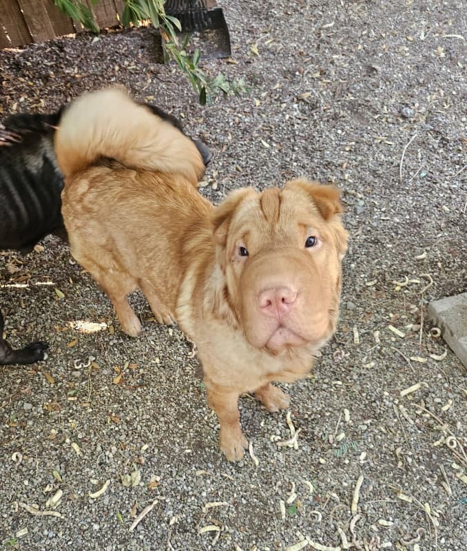Unknown - Chinese Shar-Pei