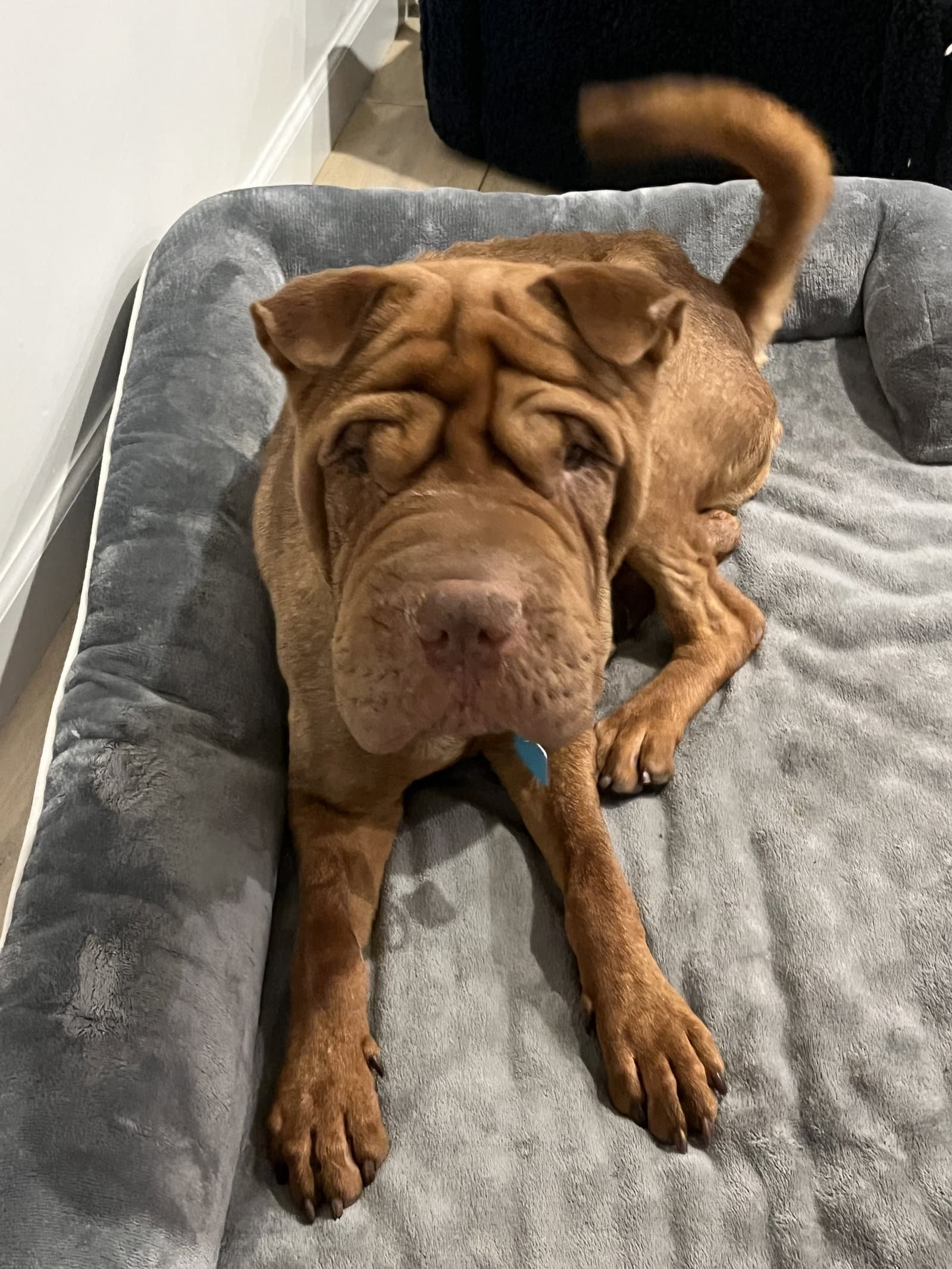 Oso - Chinese Shar-Pei