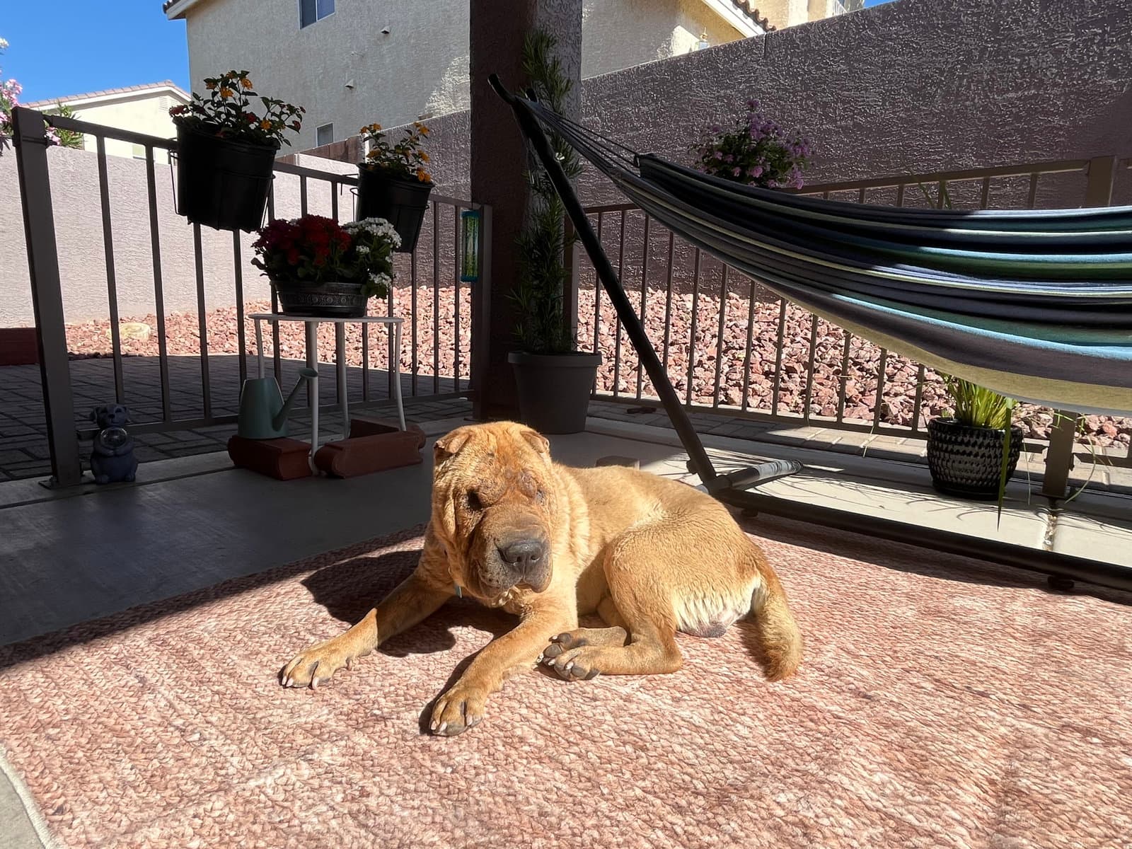 Fife Limited Vision - Chinese Shar-Pei