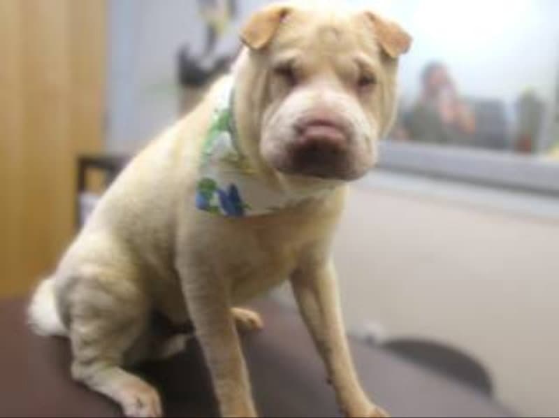 Simon - Chinese Shar-Pei