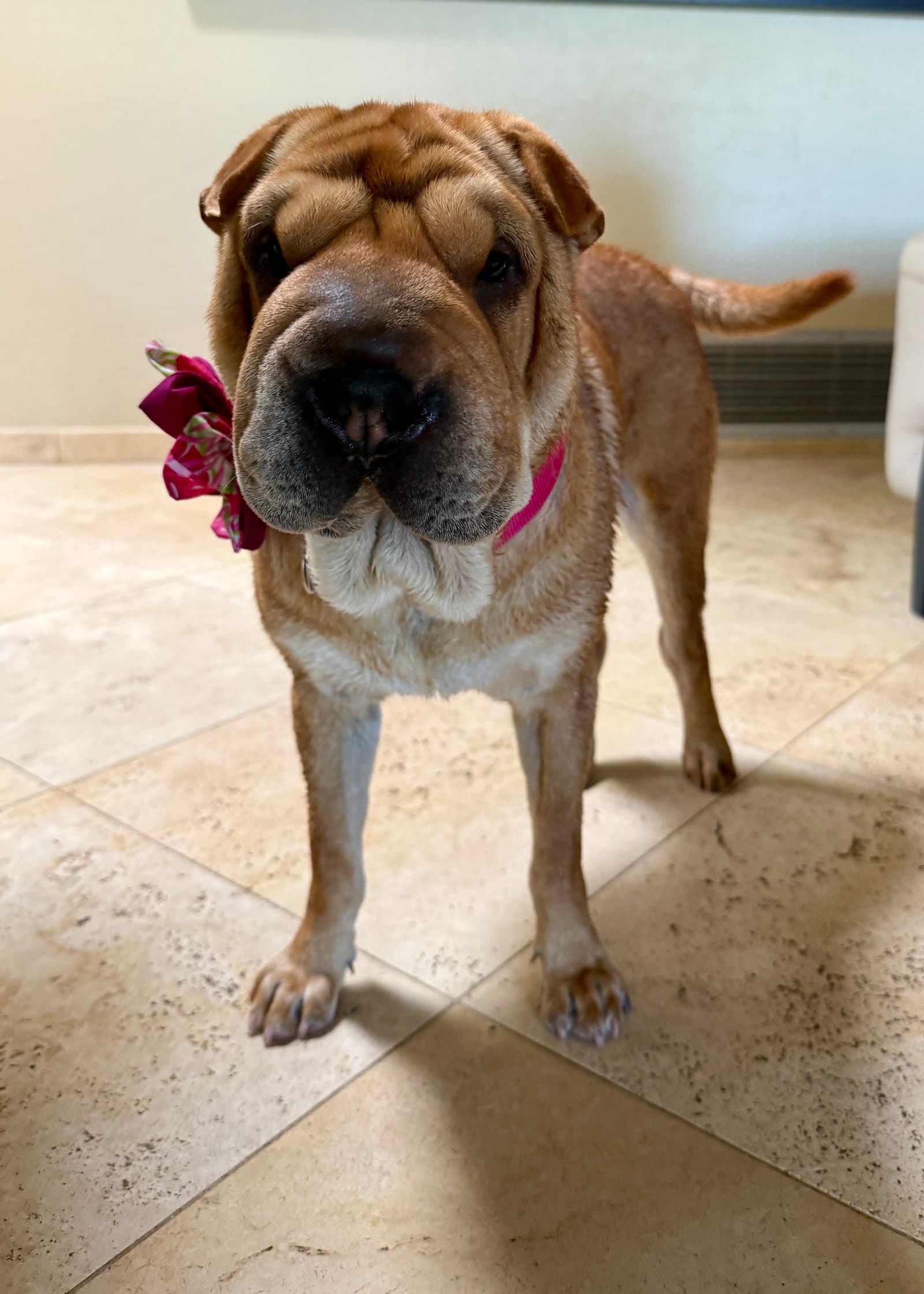 Maggie Lu - Chinese Shar-Pei