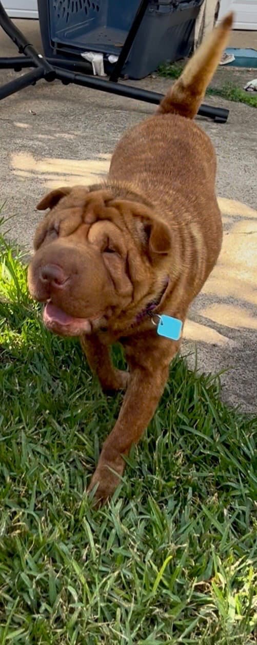 Mango - Chinese Shar-Pei