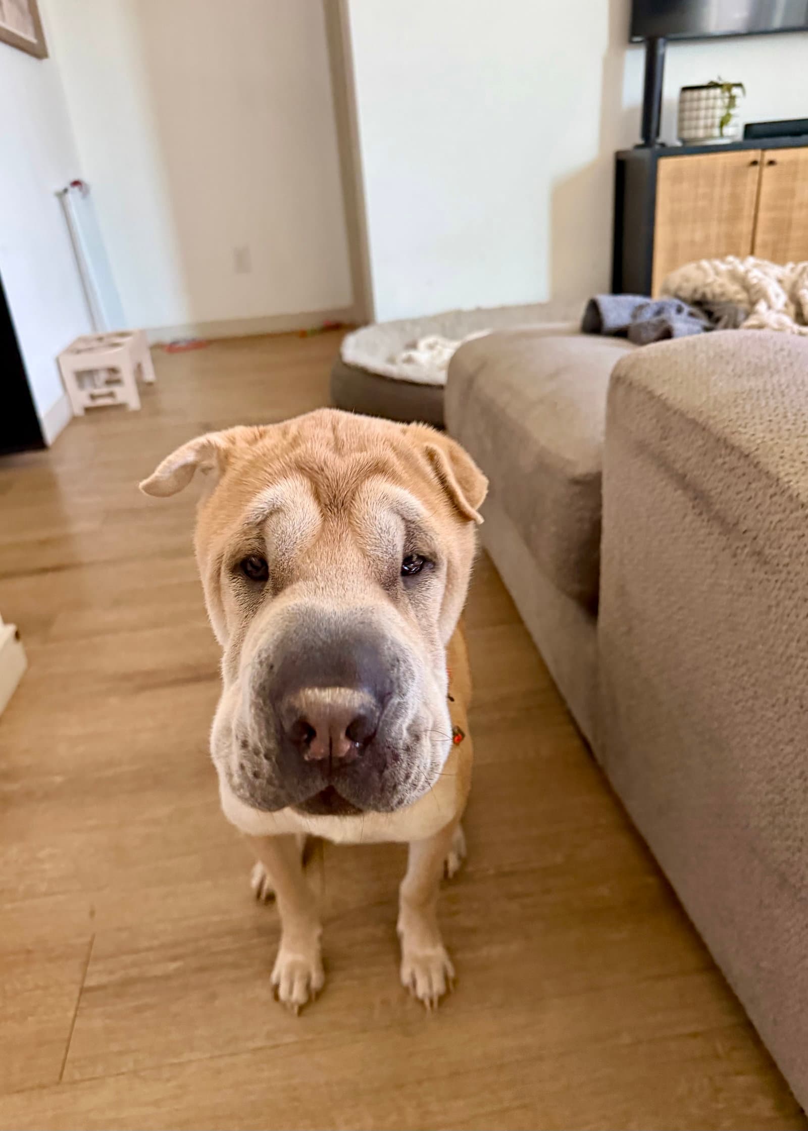 Zeppelin - Chinese Shar-Pei
