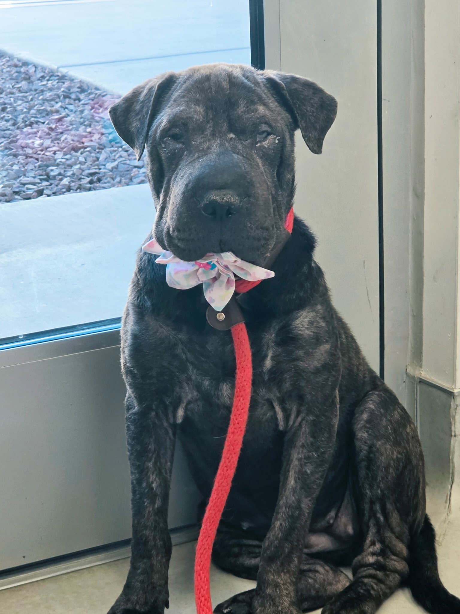 Dumpling - Chinese Shar-Pei