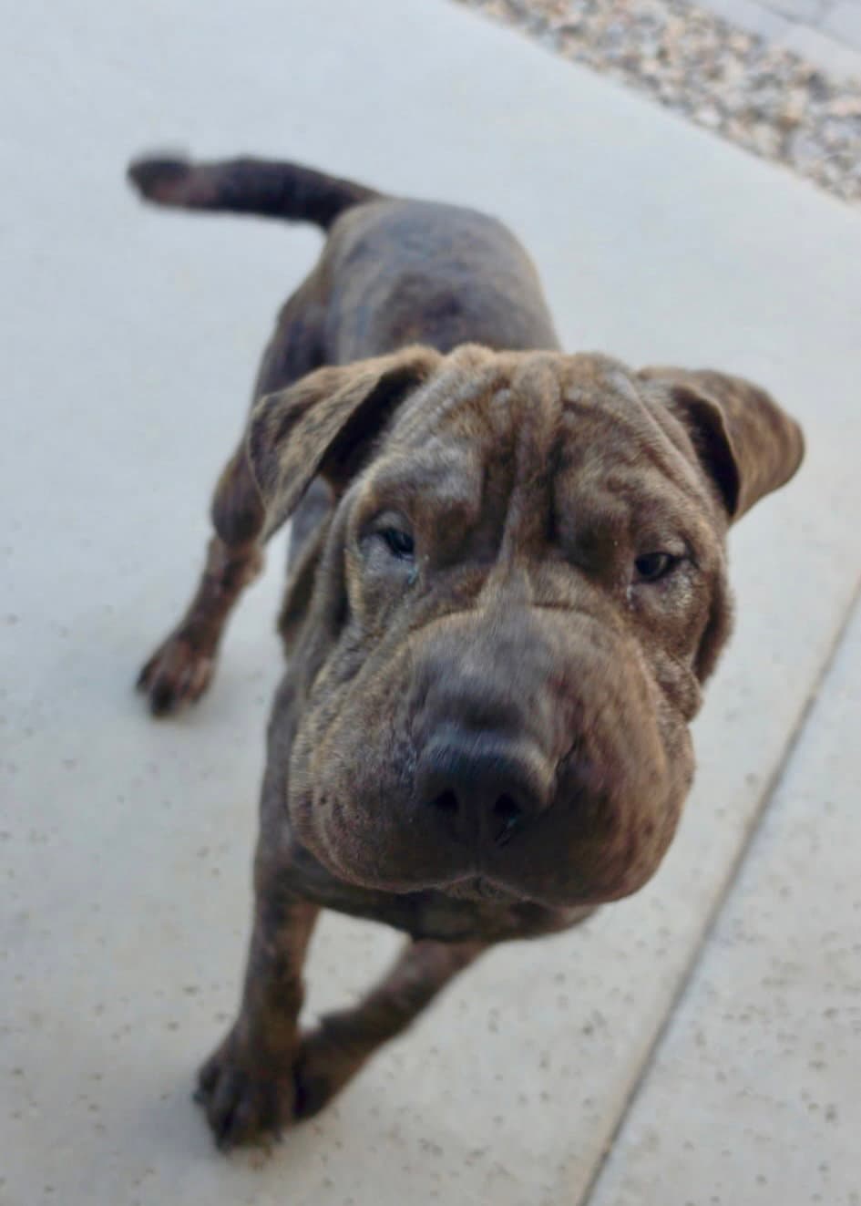 Dumpling - Chinese Shar-Pei