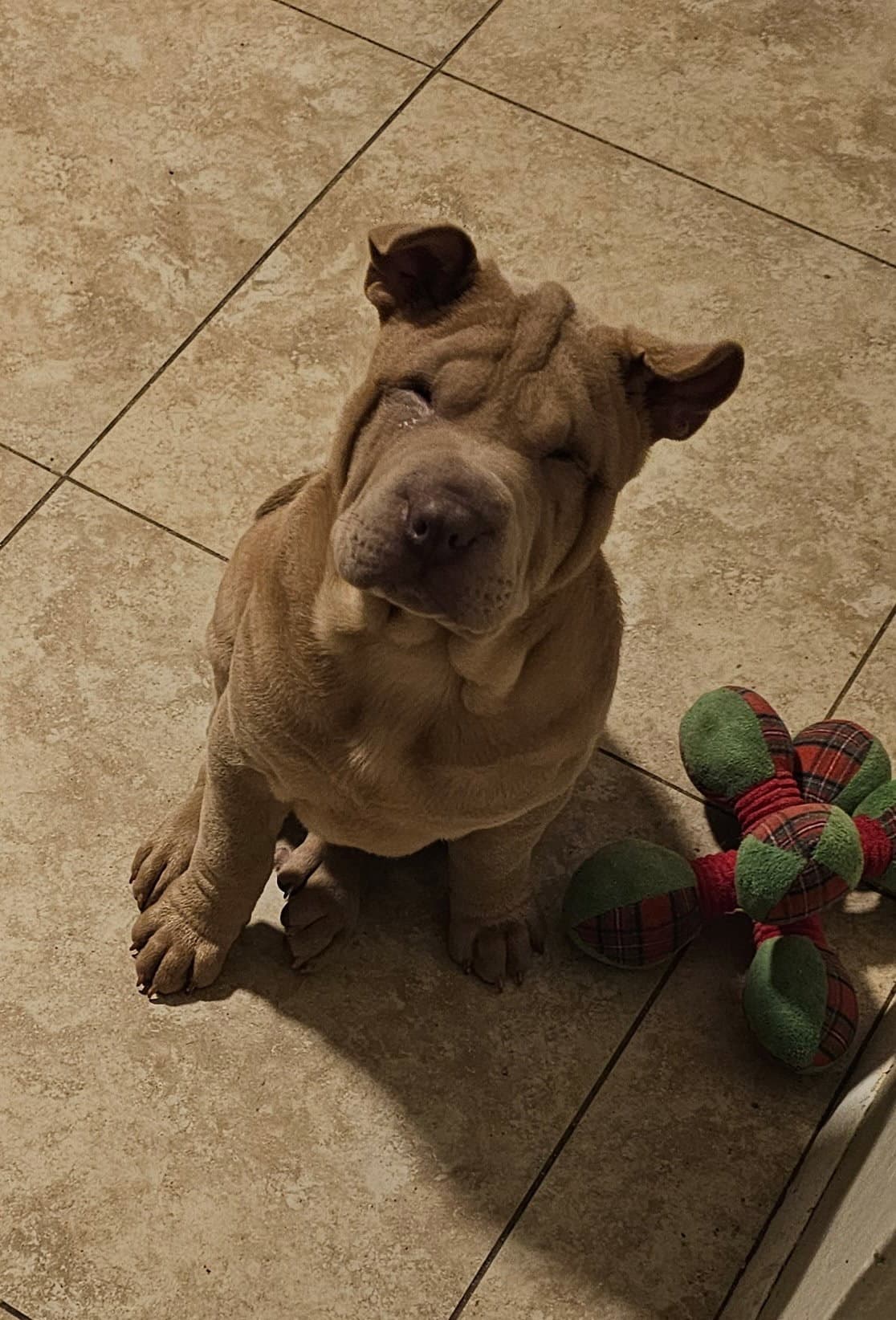 Archie - Chinese Shar-Pei