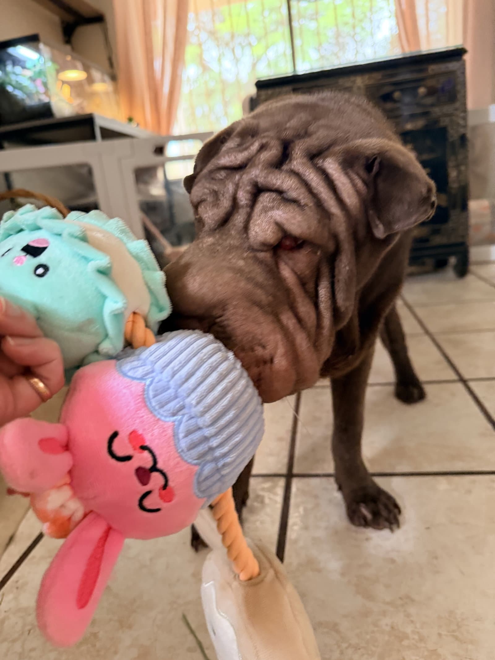 Cleo - Chinese Shar-Pei
