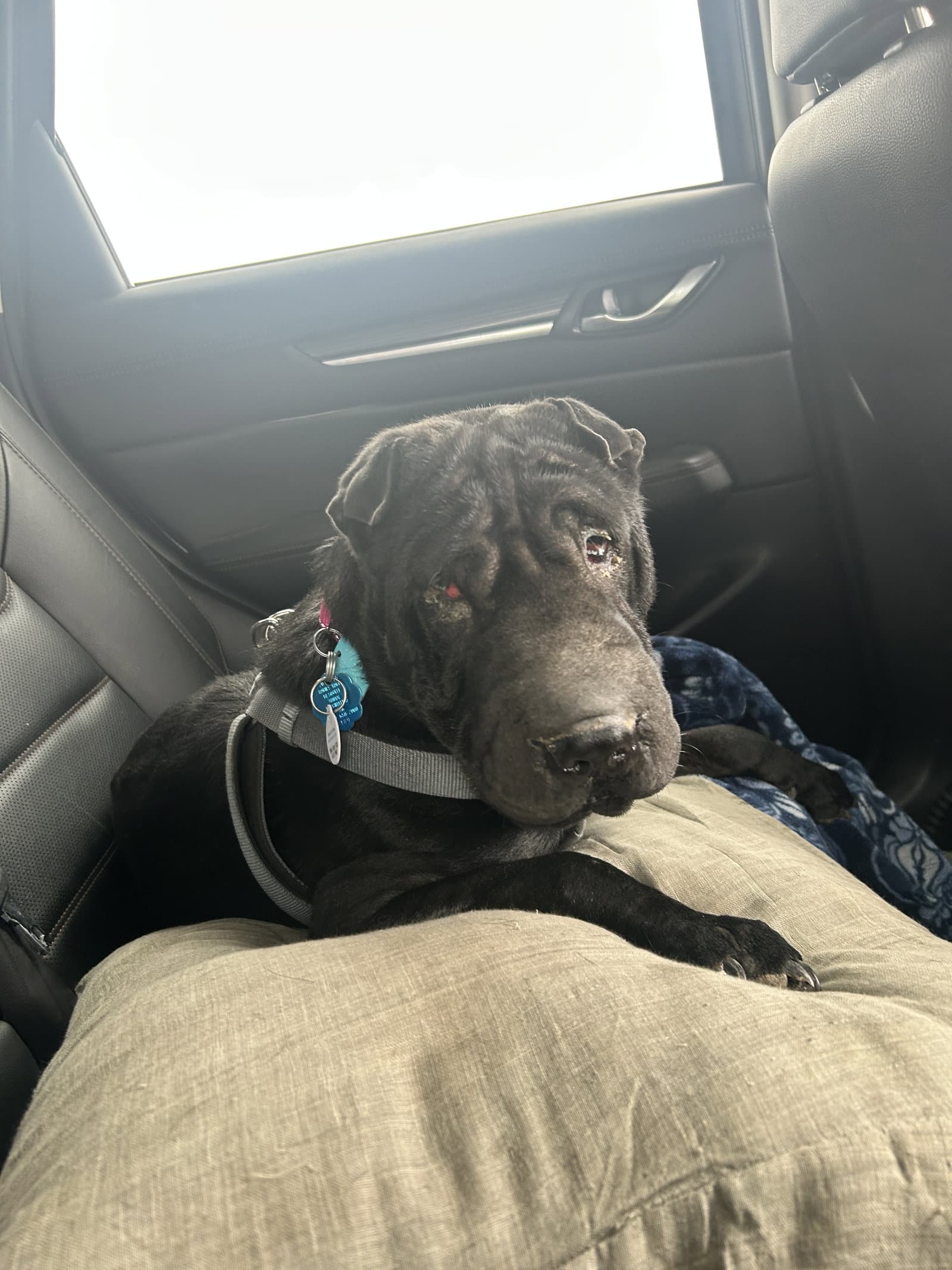 Oso Black - Chinese Shar-Pei