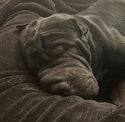 Oso Black image 2