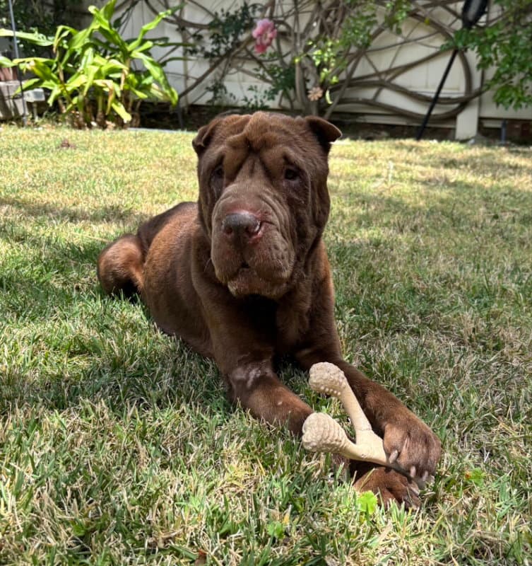 Bear - Chinese Shar-Pei