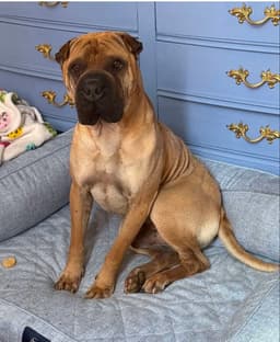 Baron Von Wrinkles image 1