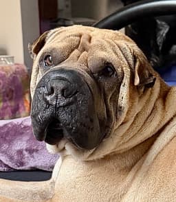 Baron Von Wrinkles image 2