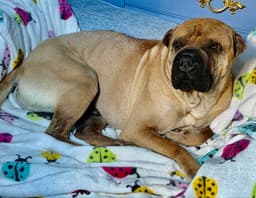 Baron Von Wrinkles image 3