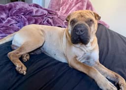 Baron Von Wrinkles image 4