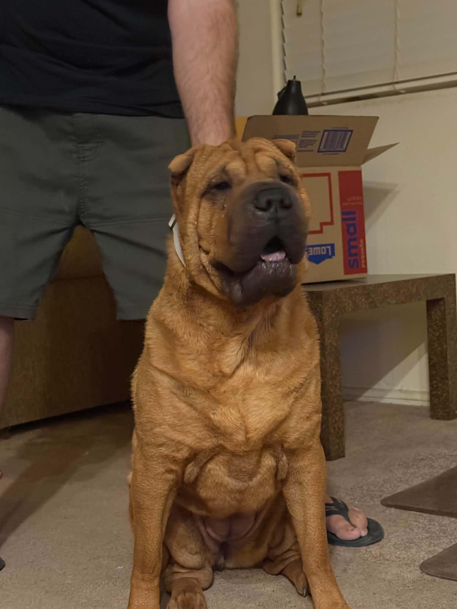 Sasha - Chinese Shar-Pei