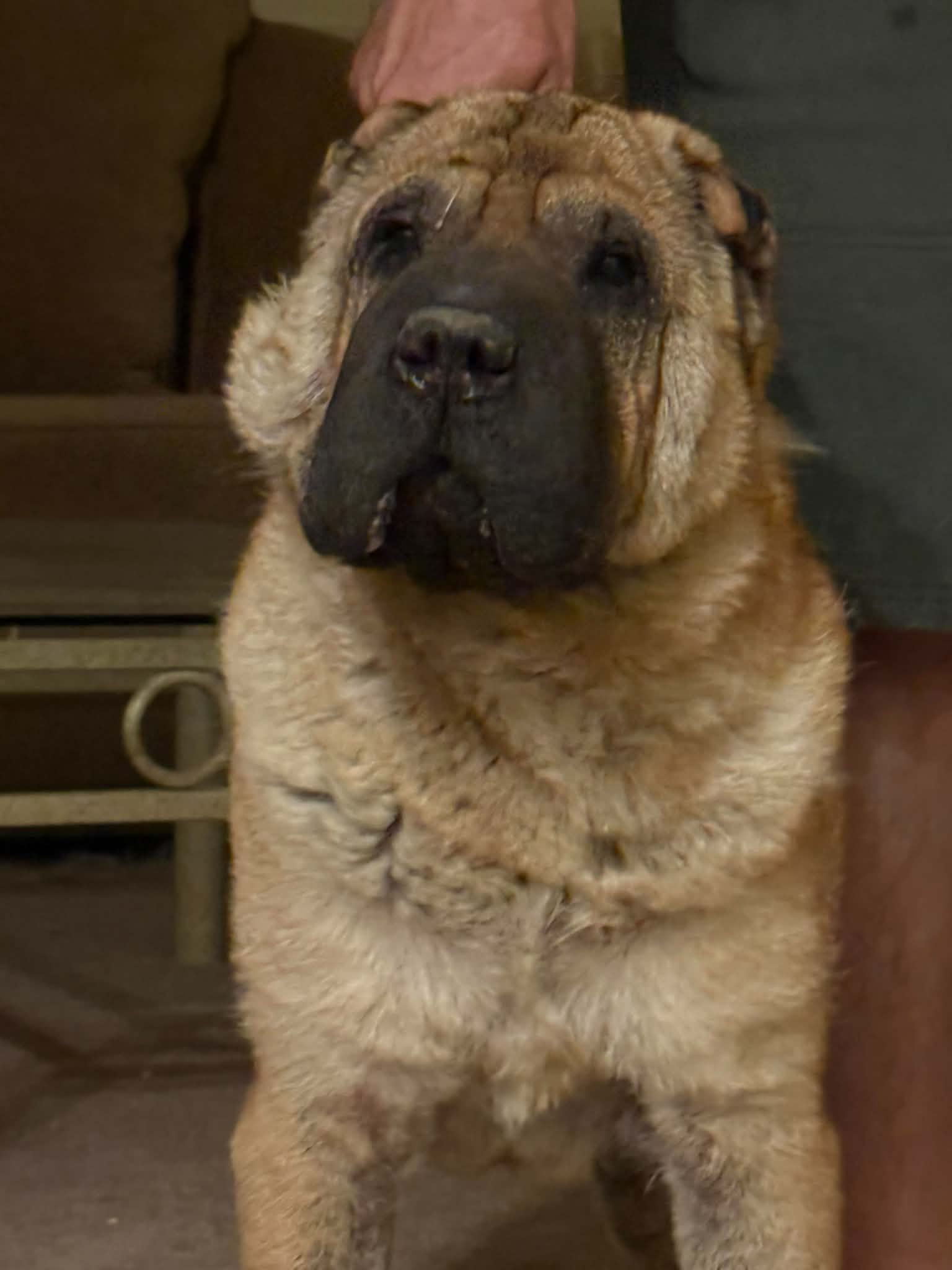 Zorro - Chinese Shar-Pei