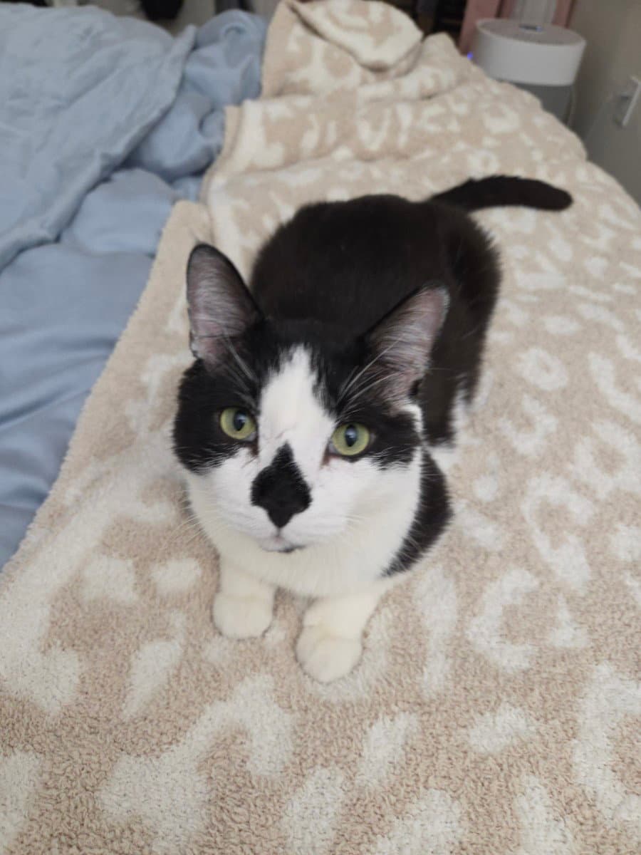 Patchouli - Domestic Short Hair