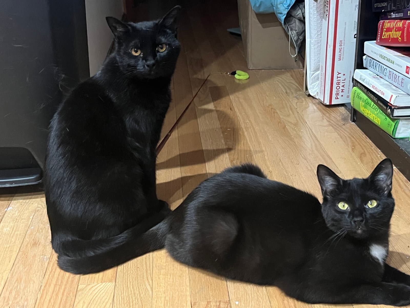 Bari And Gigi - Domestic Short Hair