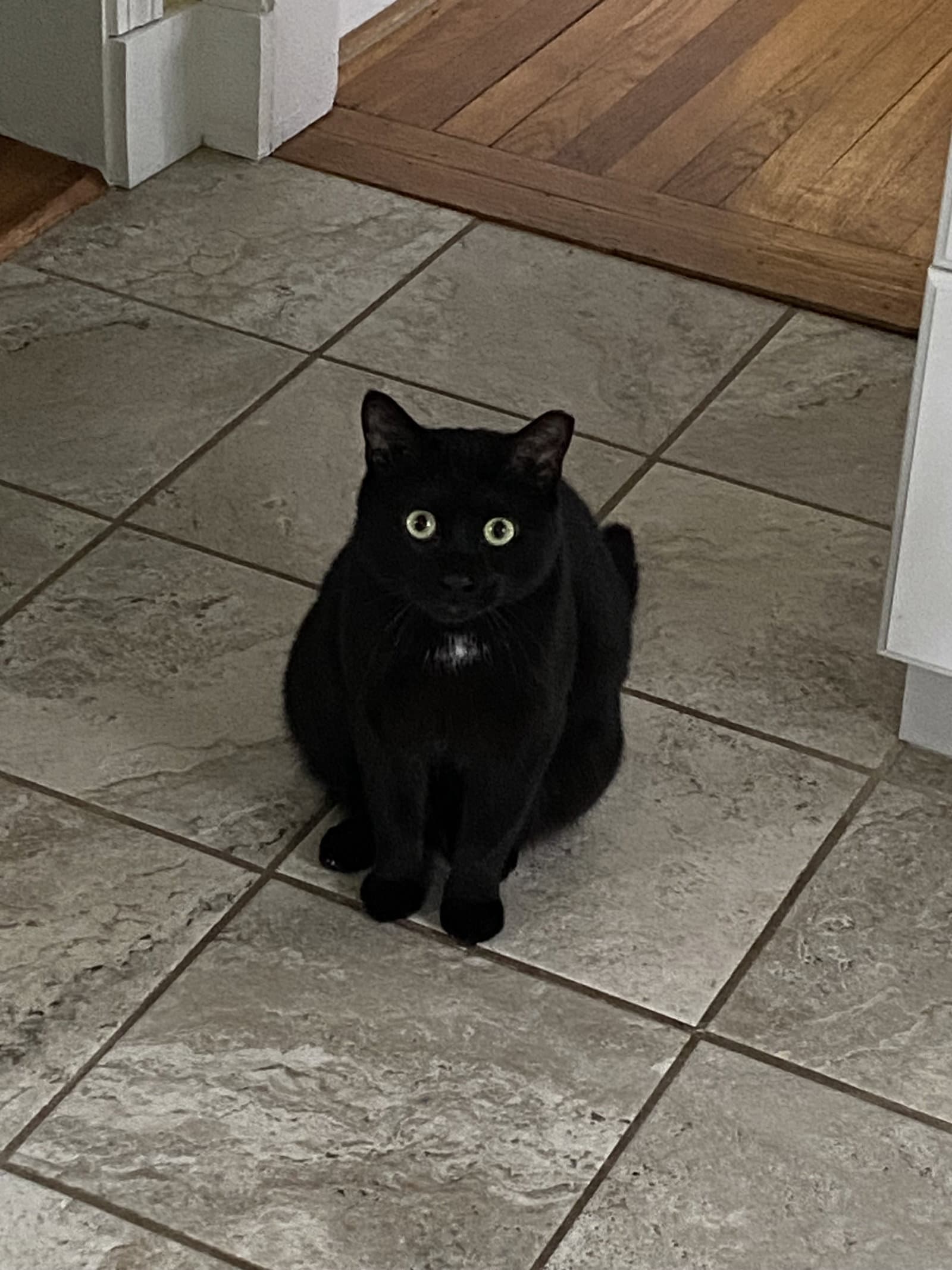 Lagoon - Domestic Short Hair