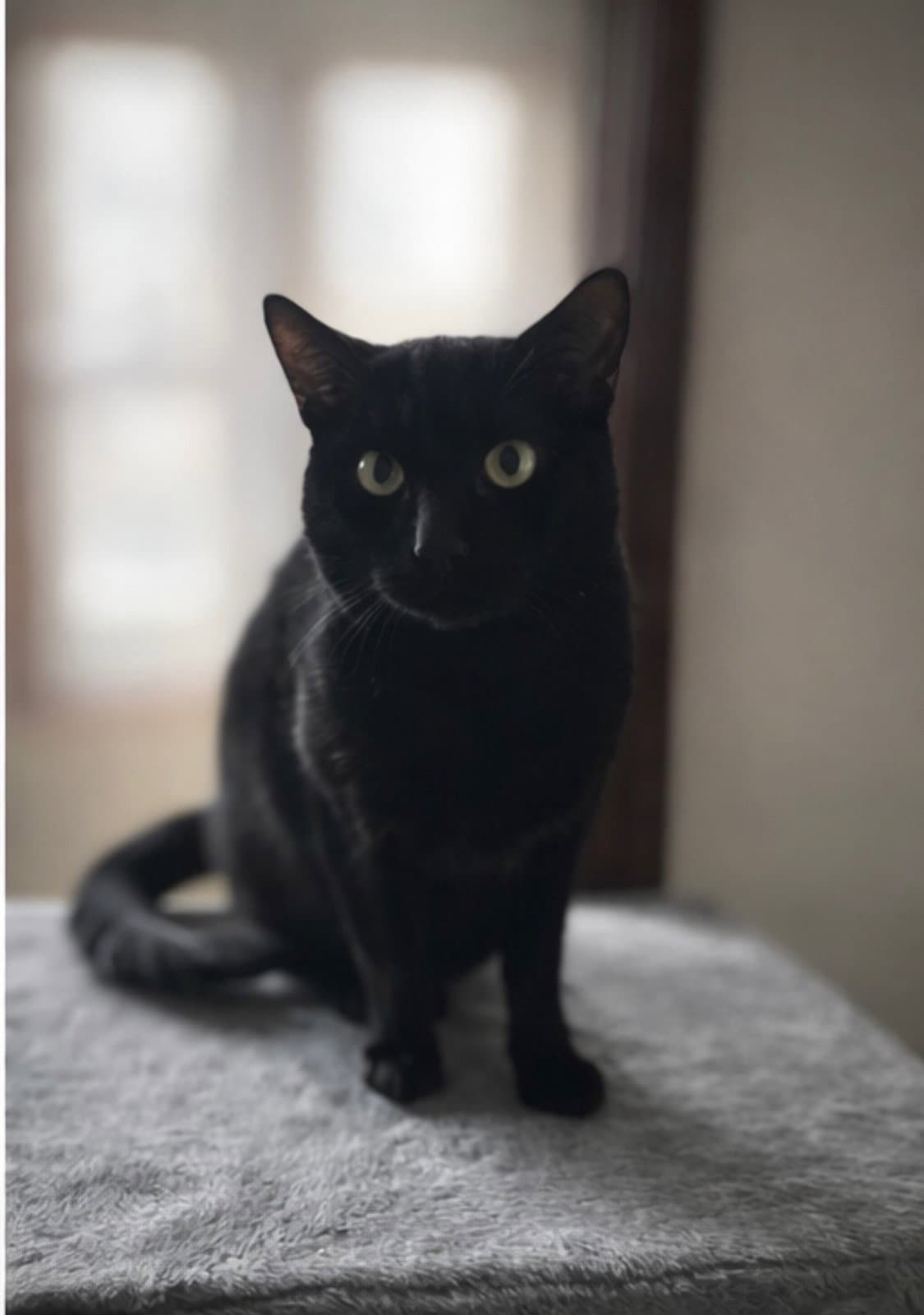 Nebraska - Domestic Short Hair