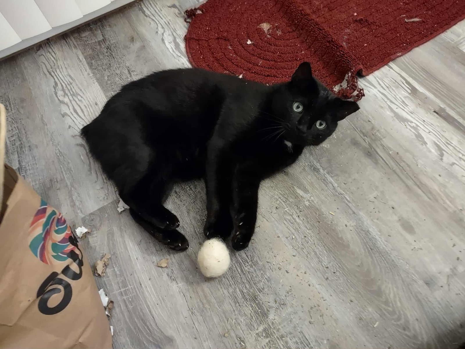 Specter - Domestic Short Hair