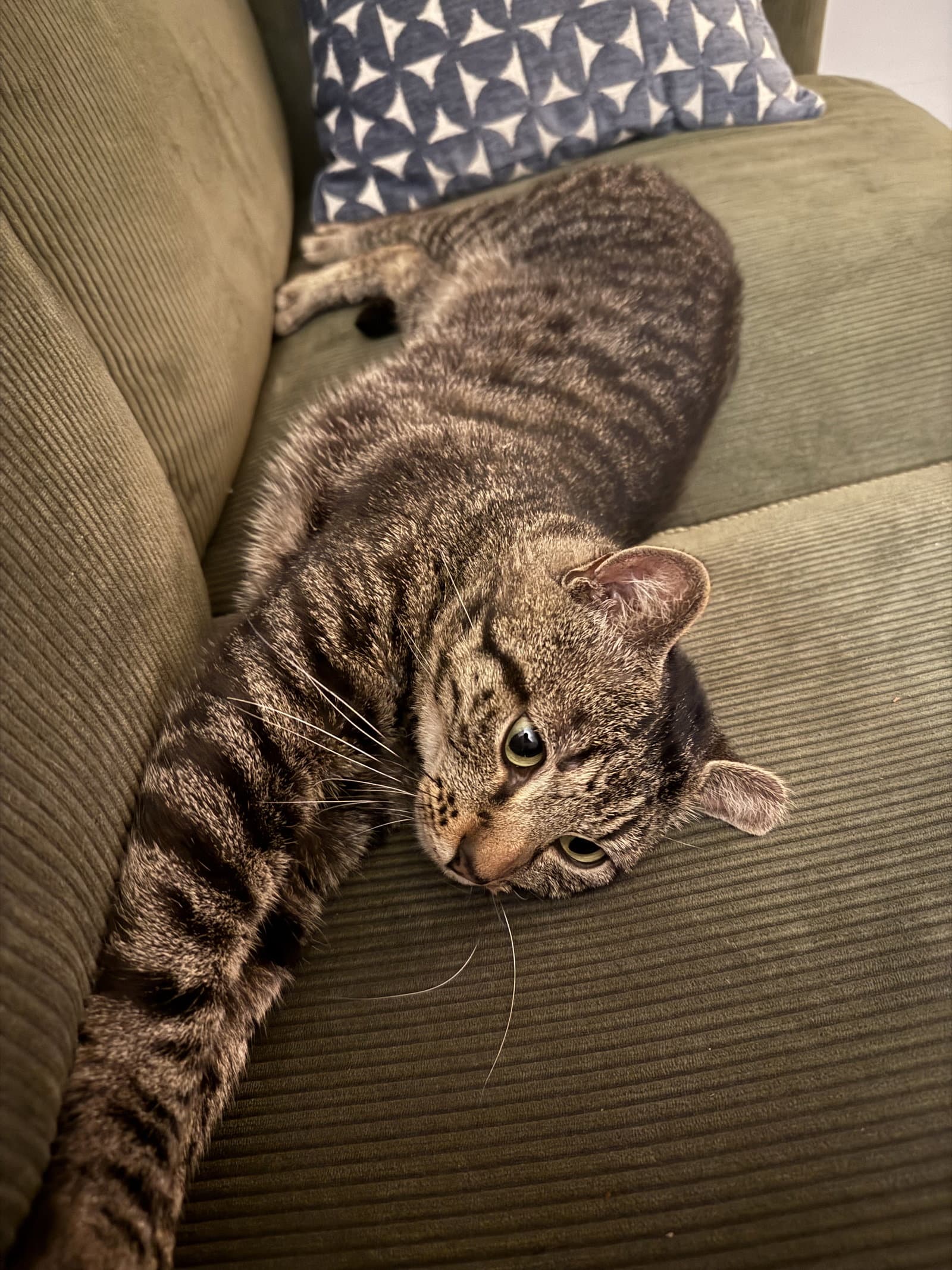Waffles - Domestic Short Hair