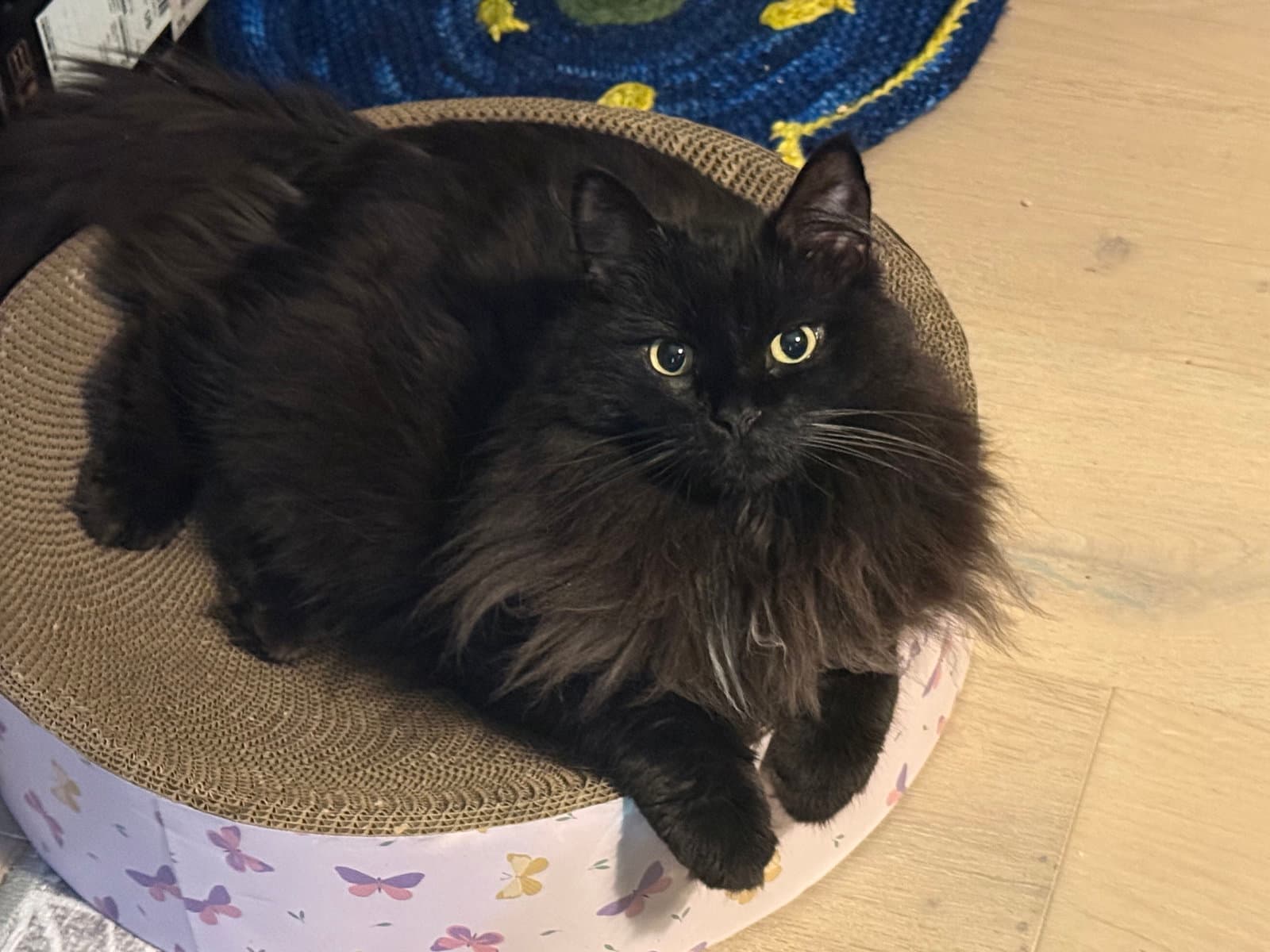 Sushi - Turkish Angora