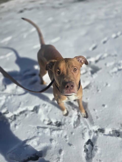 Hickory - Pit Bull Terrier