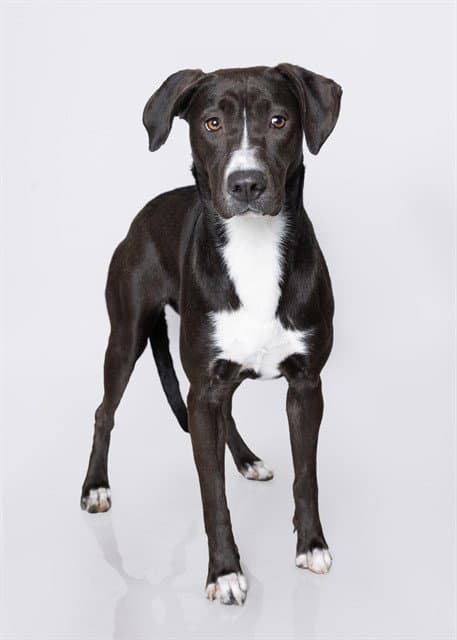 Mamma - Pit Bull Terrier