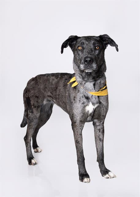 Lucybell - Catahoula Leopard Dog