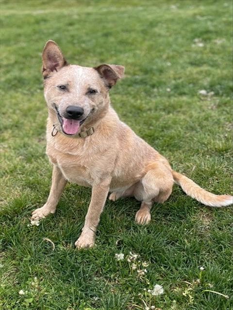 Freckles - Queensland Heeler