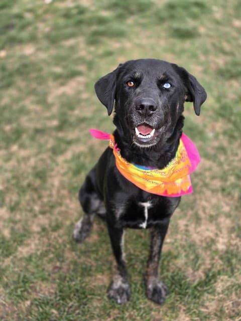 Trixie - Labrador Retriever