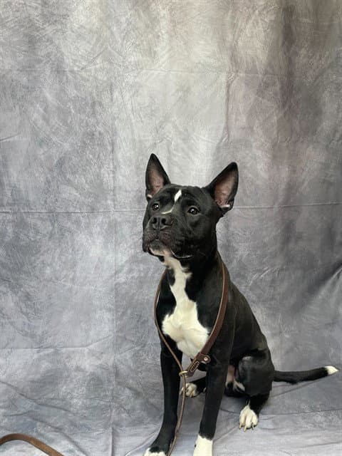 Django - Pit Bull Terrier